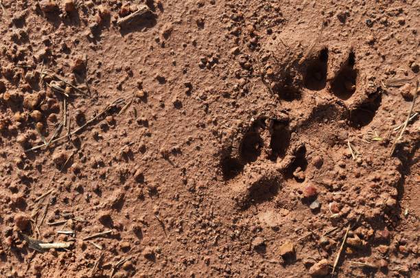 istock dog foot print on wet soil ground 846552986