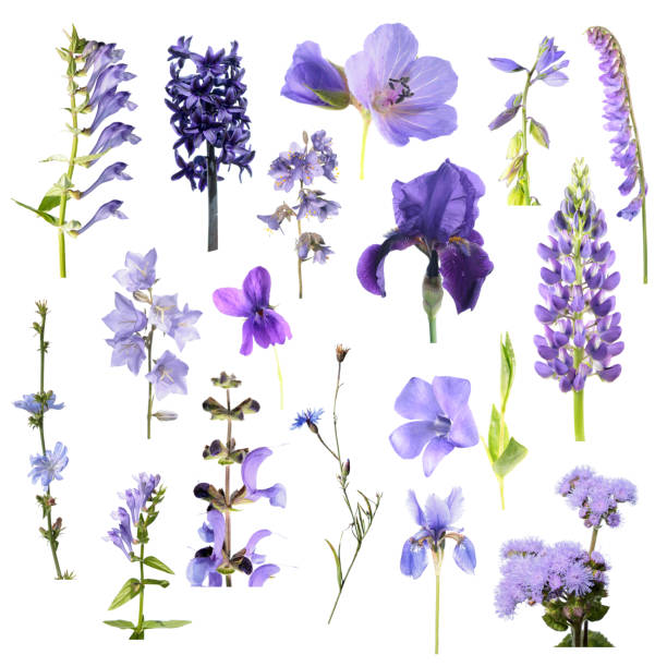 zestaw różnych niebieskich kwiatów izolowanych na białym tle. niebieskie, fioletowe i fioletowe kwiaty - whiteweed zdjęcia i obrazy z banku zdjęć