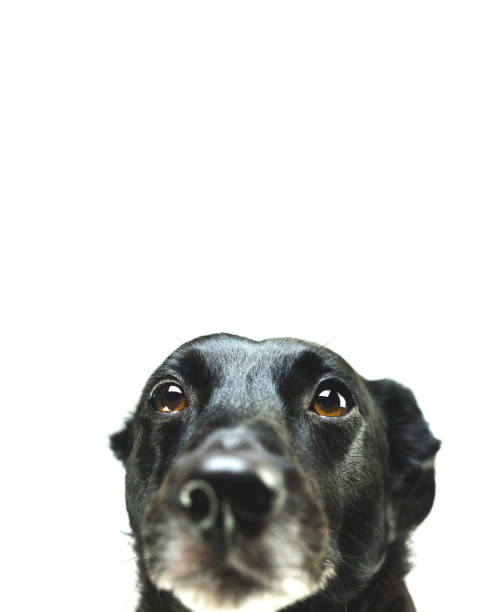 Sad dog stock photo