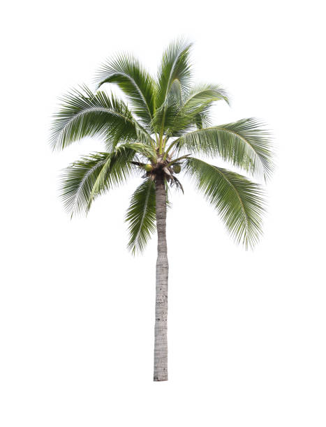 istock Coconut tree isolated on white background, plant found throughout in seaside tropical. 846562102