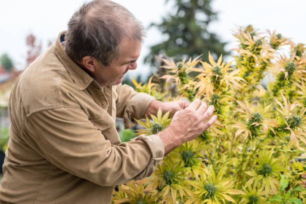 Marijuana plants ready to harvest A farmer carefully inspects his marijuana plants and gets ready to harvest healthy marijuana cannabis plant growing in a garden stock pictures, royalty-free photos & images