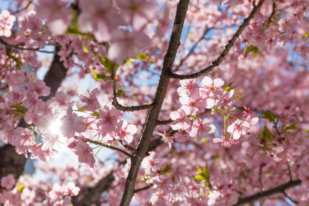 istock sunlight ray through pink Sakura tree blossom branches and blue sky background 846573128