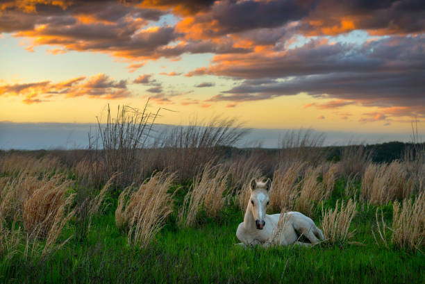 A single wild colt takes a rest in a field in the Appalachian Mountains of Kentuckyu