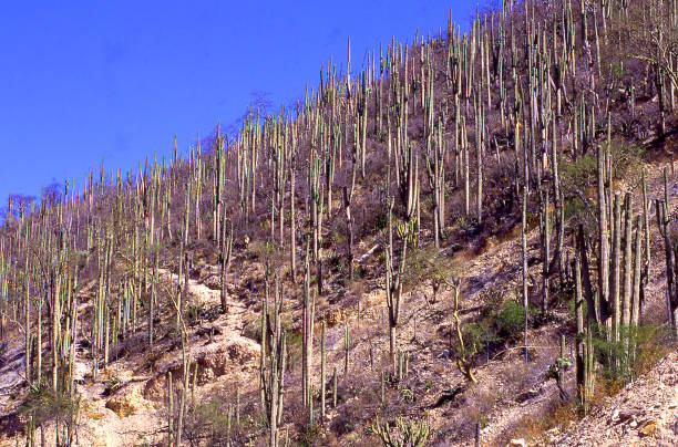 istock Cactus on arid landscape and steep hills northern Oaxaca state Mexico 846574168