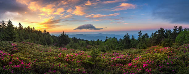 Panoramic view of Rhododendron bloom ar sunrise. stock photo