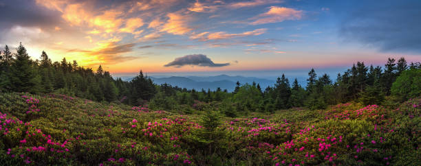 panoramic view of rhododendron bloom ar sunrise. - blue ridge mountains appalachian mountains sunrise mountain imagens e fotografias de stock