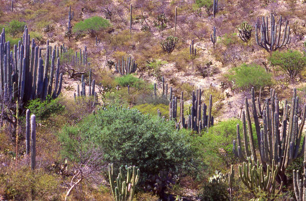 istock Cactus on arid landscape and steep hills northern Oaxaca state Mexico 846574412