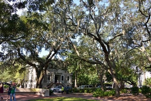 Savannah, Georgia, USA - August 20, 2017: Streets, parks and trees in Savannah, with couples, families and tourists enjoying time in the parks and avenues among the lush vegetation.