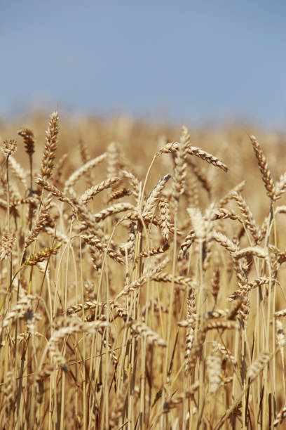istock golden ears of wheat 846579270