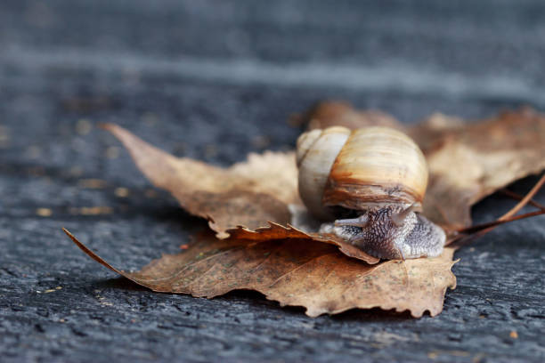 Curious snail in the garden on brown leaf