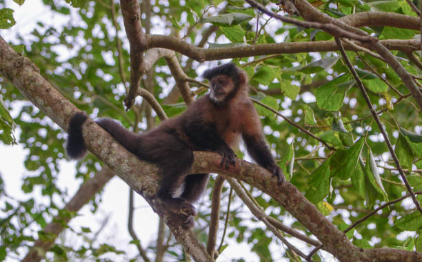 野生ブラウン キャップ オマキザル南米のイグアス国立公園内 - brown capuchin monkey ストックフォトと画像