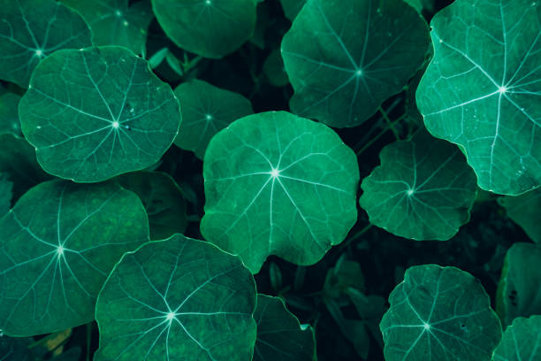 Fresh green centella asiatica leaves