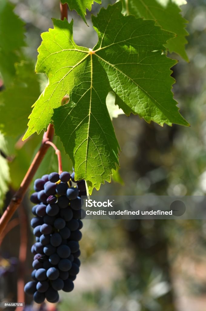 Bunch of red grapes on vineyard Agriculture Stock Photo