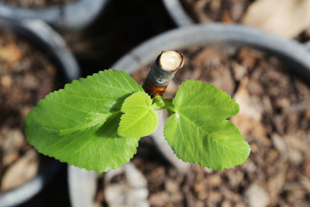 istock New life of a common fig plant. 846590936