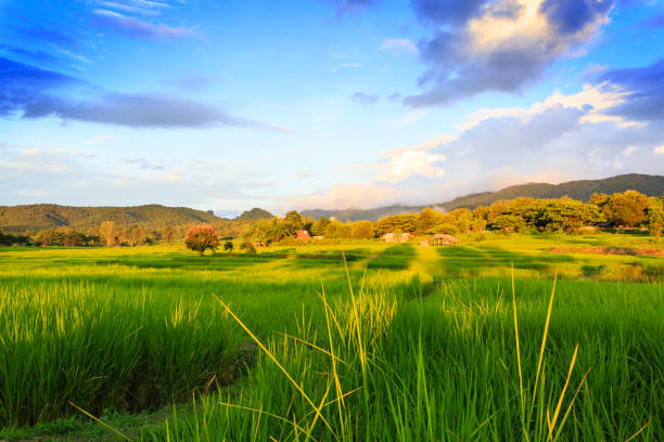 istock Sunshine at rice field with sky clouds 846591254