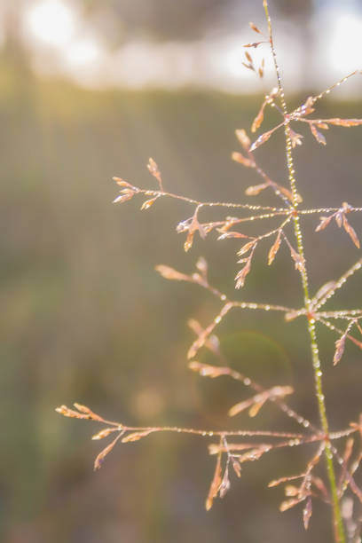 Blade of grass with dew drops Abstract background of a macro