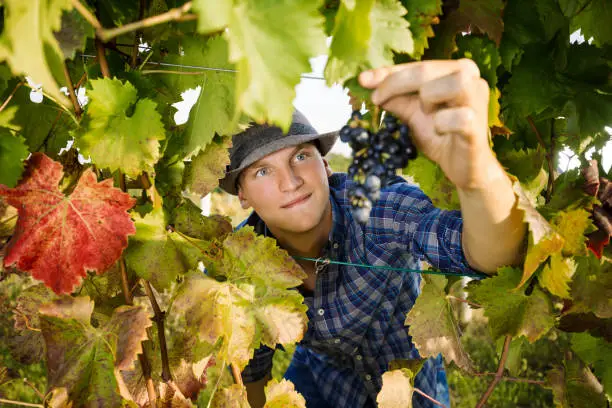Photo of Famer Harvesting Grapes