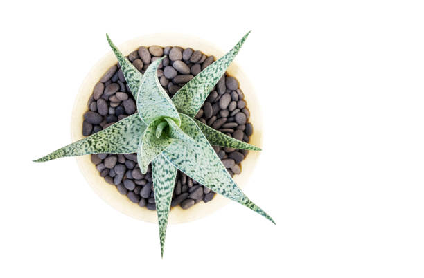 Aloe vera in pot isolated on white background with clipping path