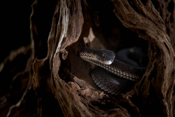 istock deadly viper snake waiting in the disguise 846602636