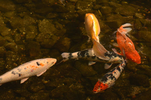 istock Koi fish swimming in pond 846603314