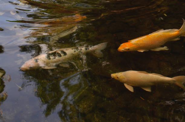 istock Koi fish swimming in pond 846605360