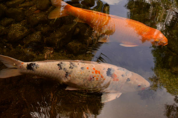 istock Koi fish swimming in pond 846605414