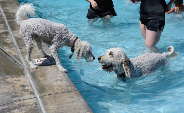 istock Labradoodle dogs at swimming pool 846606106