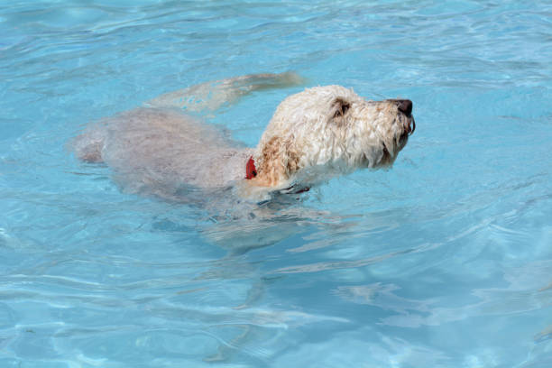 istock labradoodle dog swimming in swimming pool 846608414