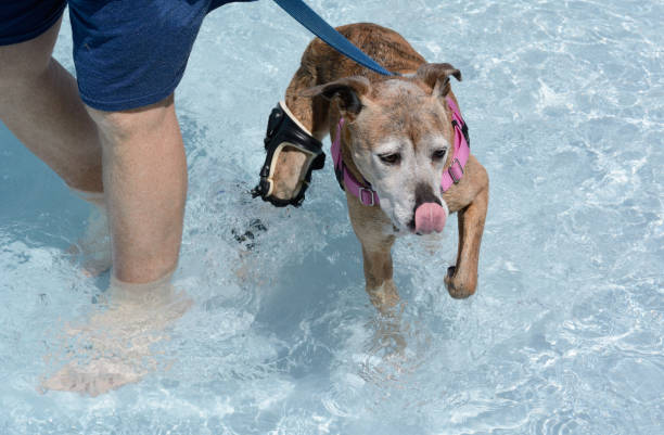 Older mixed breed boxer with white face wearing orthotic brace swimming in swimming pool and licking lips with tongue after getting treat
