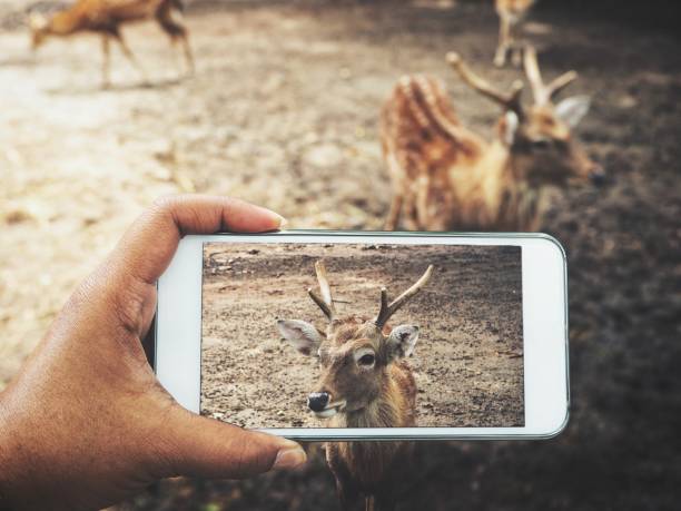 istock Taking a photo of deer with smart phone 846613164