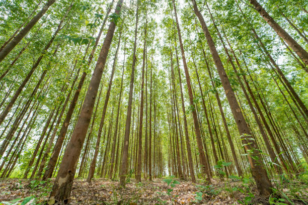istock Eucalyptus forest  for paper industry 846615964