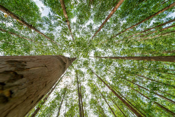 istock Eucalyptus forest  for paper industry 846616000