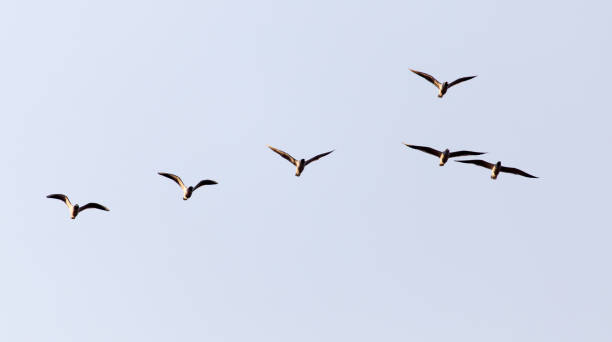 istock a flock of seagulls in the sky at sunset 846622496