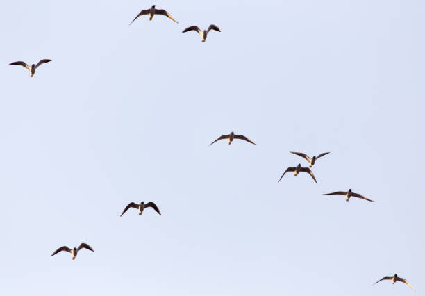 istock a flock of seagulls in the sky at sunset 846622530