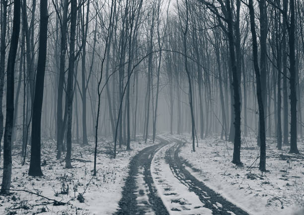 Road in the deciduous forest, fog and snow. Background for web page design.