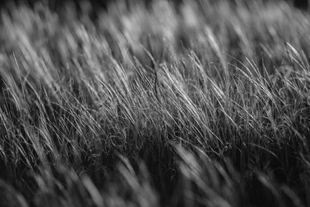 istock Grass feather grass. Monochrome photo. 846626046