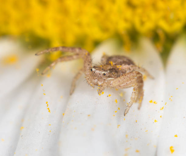 istock Spider on a flower in the nature. close 846628604