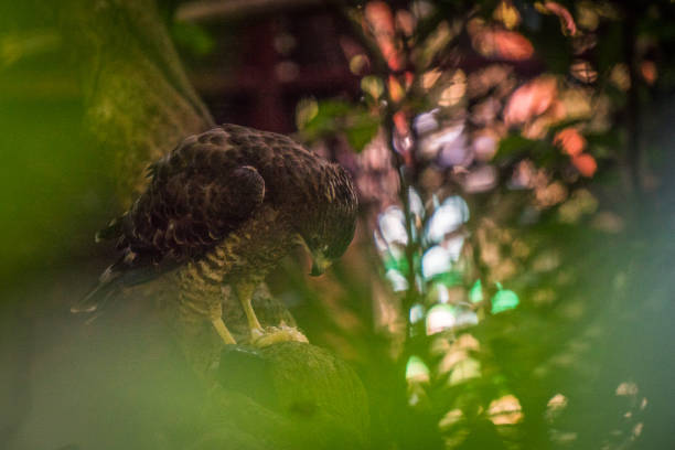 istock Costa Rican buzzard. Buzzard from Costa Rica 846628700