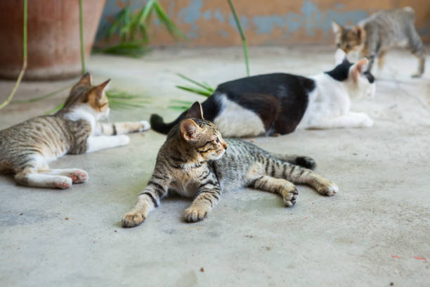 istock The cat was lying in front of home 846629046