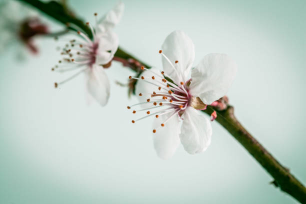 istock Cherry blossom flower closeup on a branch with copy space 846632444