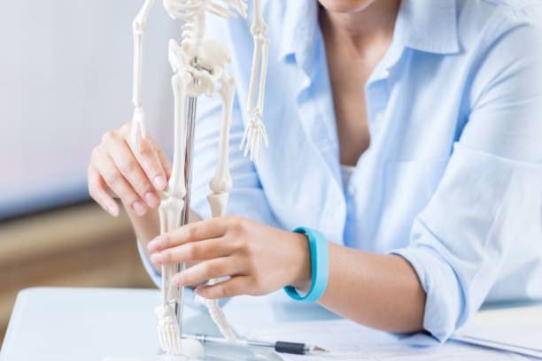 Healthcare professional examines skeletal system model