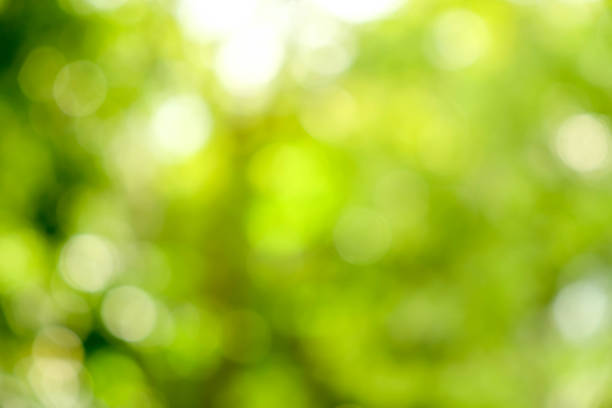 istock abstract green bokeh Nature background 846636536