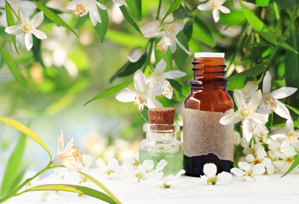 Neroli (orange) blossom perfume. Citrus essential oil bottles, spring flowering tree with white aroma flowers and green freshness. Herbal beauty treatment. botanical spa treatment stock pictures, royalty-free photos & images