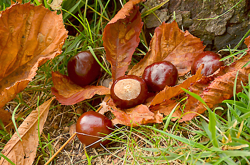 Autumn, Chestnut Tree, Nut - Food, Woodland