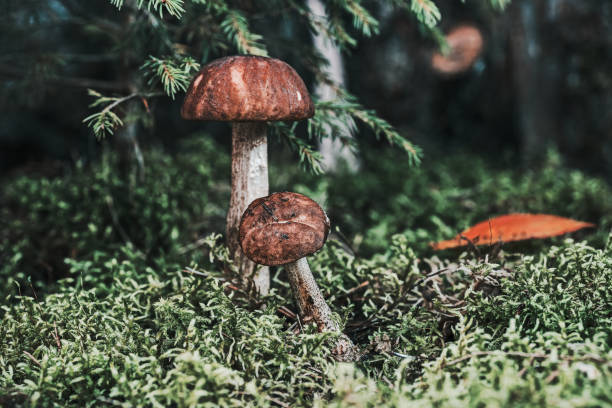 istock Mushrooms under a fir-tree on a forest glade 846646926