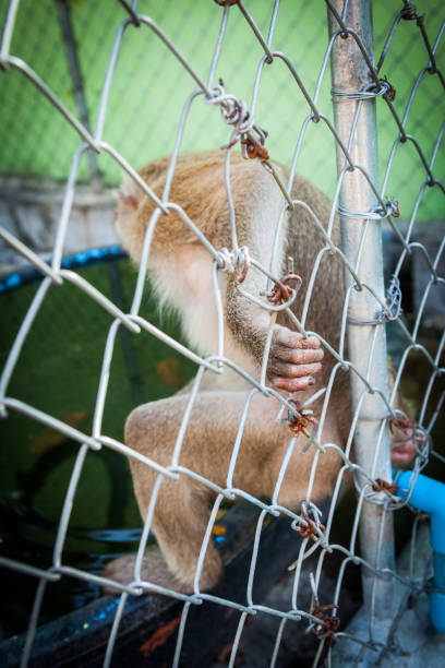 istock Sad monkey in a cage at the zoo. 846647240