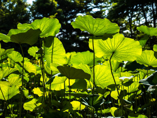 istock Lotus leaves in garden 846650350