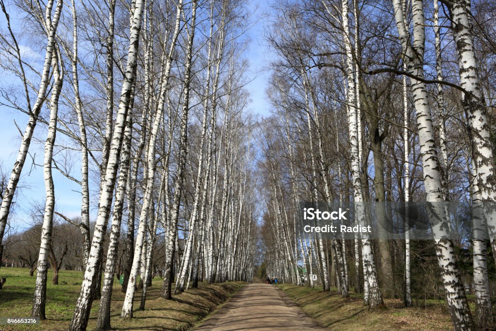 Landscape of birch alley Landscape of birch alley in spring, Russia Alley Stock Photo