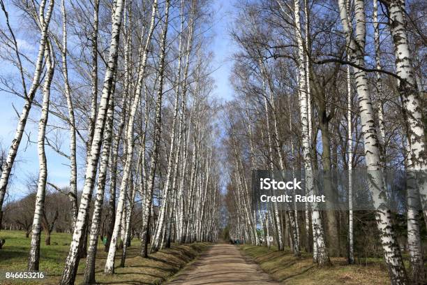 Landscape Of Birch Alley Stock Photo - Download Image Now - Alley, Avenue, Beauty