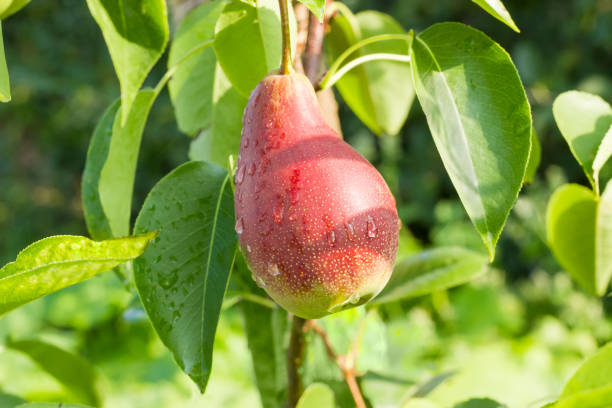 istock Red pear on a tree in an orchard closeup 846653322